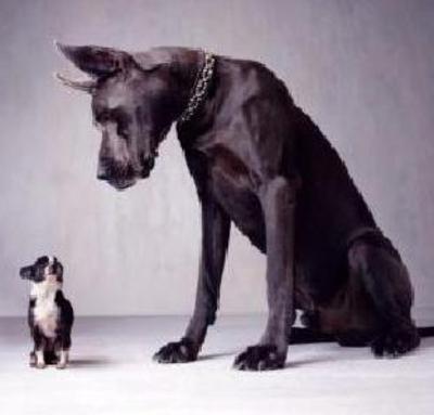 Chihuahua en de deensedog behoren allebei tot de hondensoort