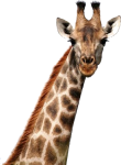 giraf is een wonder