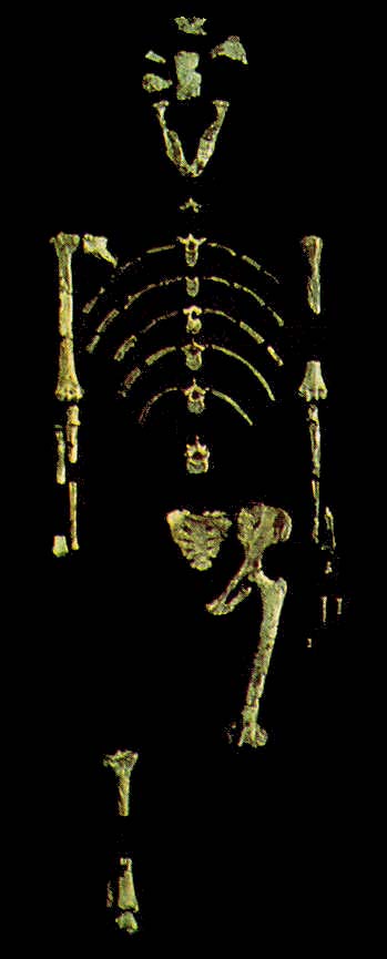 Het beroemde fosiel van de australopithecus Lucy
