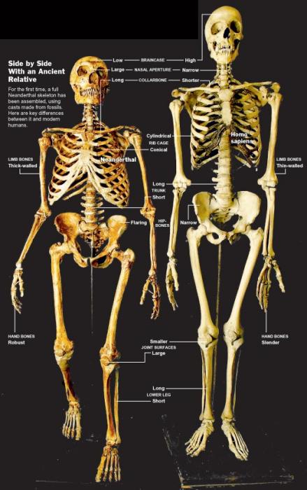 lichaamsbouw van een neanderthaler vergeleken met een modern mens