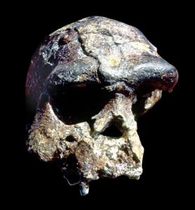 Homo-erectus ook wel peking-mens genoemd