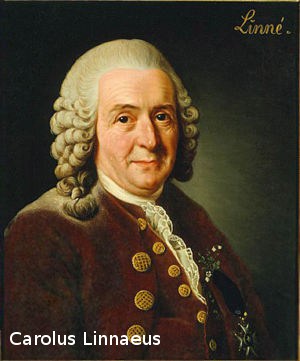 carolus linnaeus