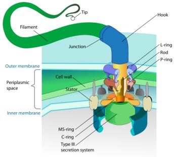 schematische tekening van de flagellum