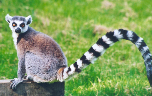 Ida was een Lemur