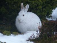 mountainhare voorbeeld van mutatie