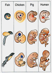 Nieuwe tekeningen van de embryo's