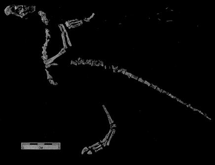 fossiel van de Protoavis is ouder dan Archaeopteryx