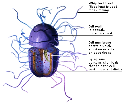 doorsnede van een bacterie