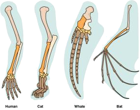 homology zegt niets over evolutie