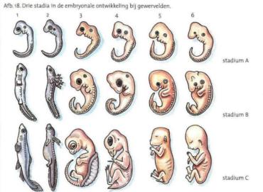 Haeckel's tekening van de embryo's waren fantasie