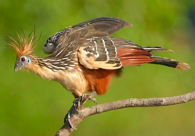 Moderne vogel met klauwen