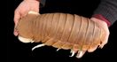 Giant Isopod