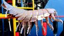 Giant Isopod