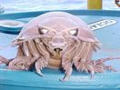 Giant Isopod