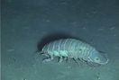 Giant Isopod