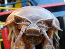 Giant Isopod