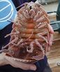 Giant Isopod