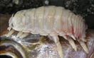 Giant Isopod