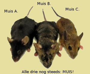 variatie onder muizen