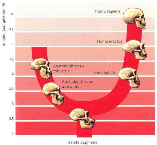 afbeelding 33 van het biologieboek biologie voo rjou