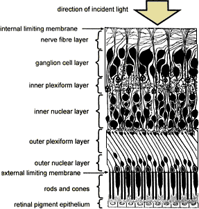 retina