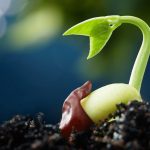 Seed germination